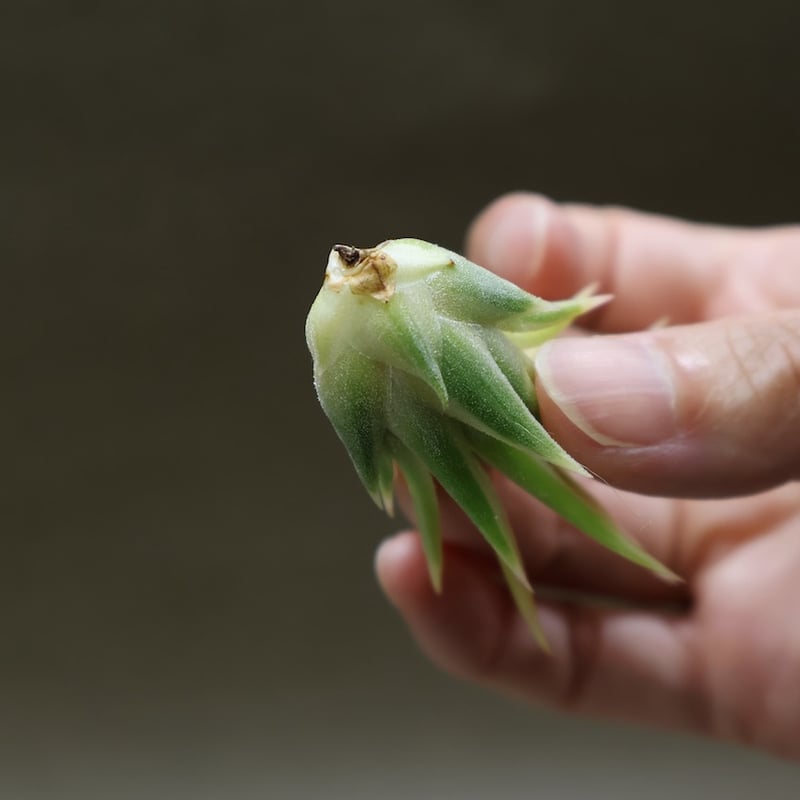 イオナンタ アルボマージナータ 48号 | air-plants TENGU-DO