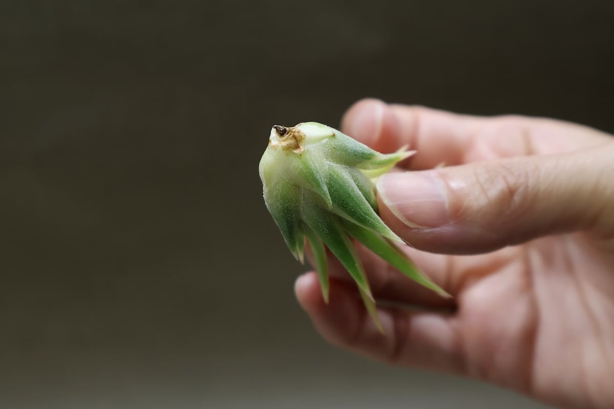 イオナンタ アルボマージナータ 48号 | air-plants TENGU-DO