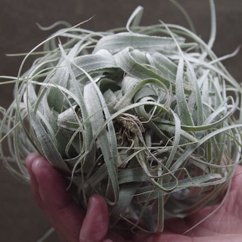 チャペウエンシス・チュリフォルミス　輸入株 チャペウエンシス チュリフォルミス 02号 | air-plants TENGU-DO