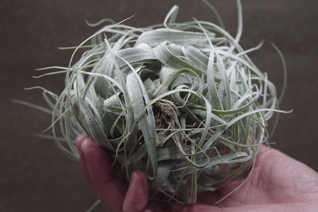 チャペウエンシス・チュリフォルミス　輸入株 チャペウエンシス チュリフォルミス 01号 | air-plants TENGU-DO