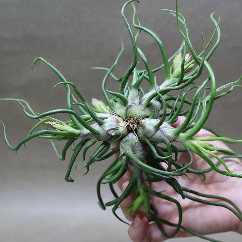 ブルボーサ クランプ 29号 | air-plants TENGU-DO