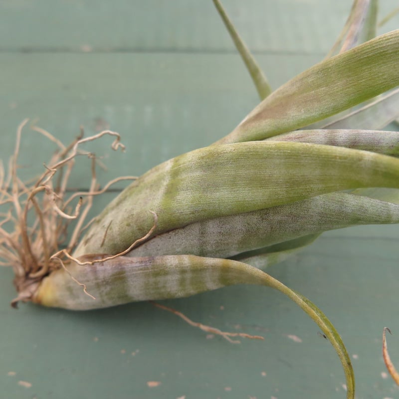 チランジア フレクスオーサ 2種類セット 速達 チランジア