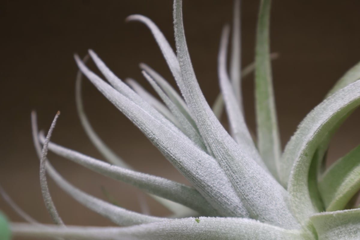 レクルビフォリア サブセクンディフォリア 23号 | air-plants TENGU-DO