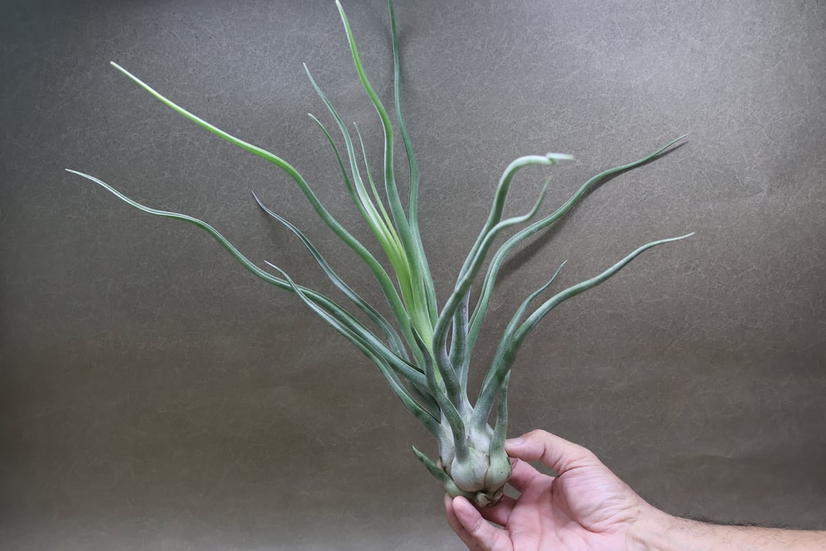 ショータイム （ ブルボーサ × ストレプトフィラ ）Lサイズ33号