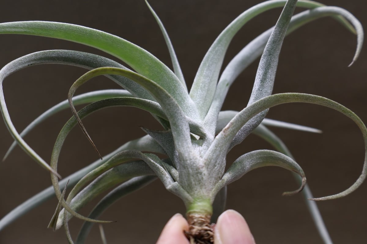 メアリーZ （ チアペンシス × ローランドゴッセリニー ）02号 | air