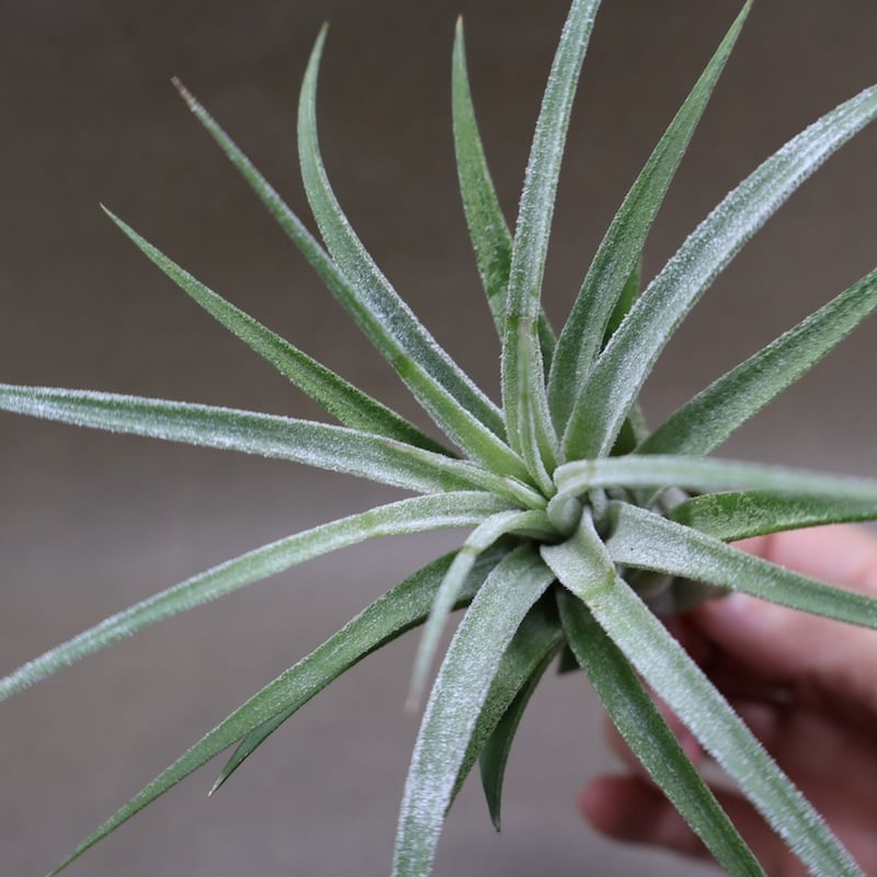 ティムズロイヤルトレジャー 01号 | air-plants TENGU-DO