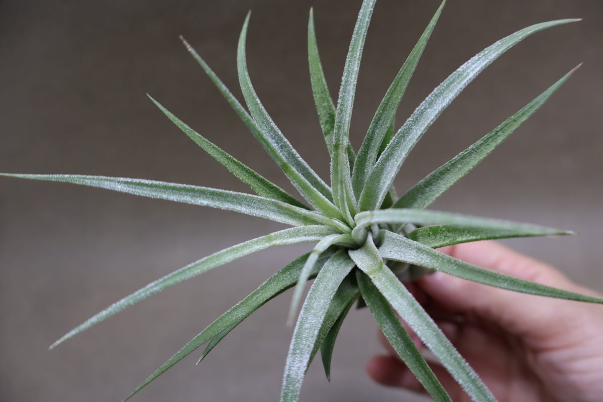 ティムズロイヤルトレジャー 01号 | air-plants TENGU-DO