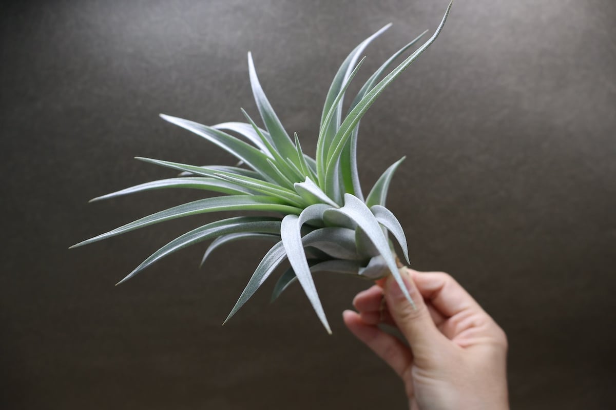 コレアレイ （ ファシクラータ × ホンジュレンシス ） 08号 | air