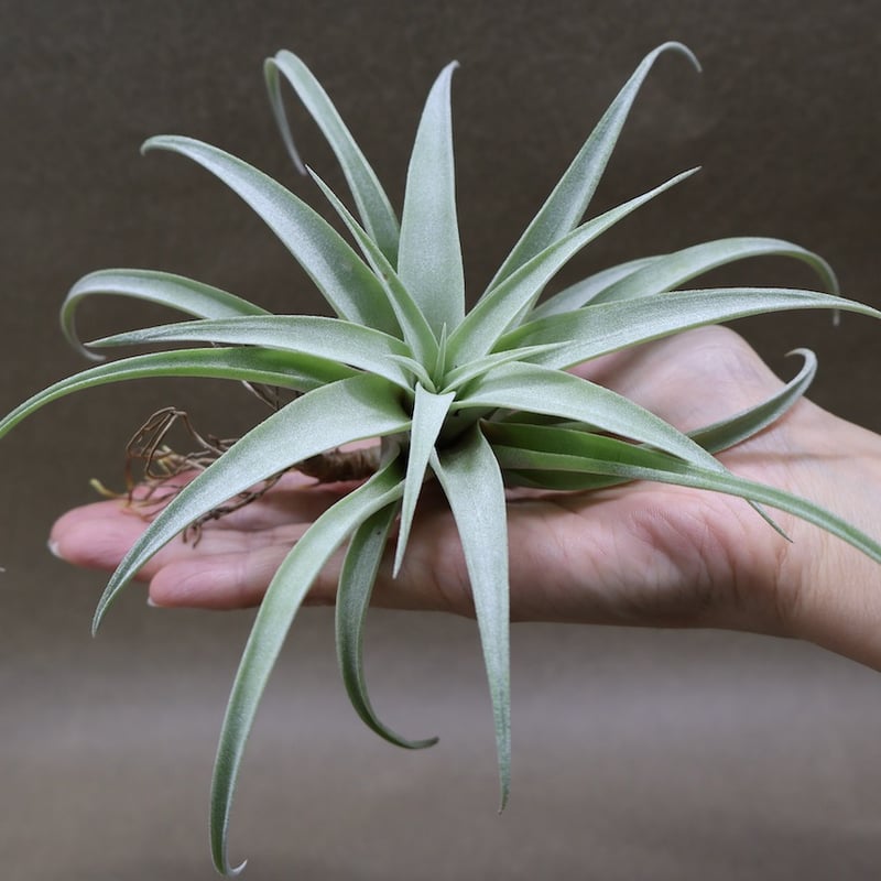 カピタータ シルバーローズ 43号 | air-plants TENGU-DO