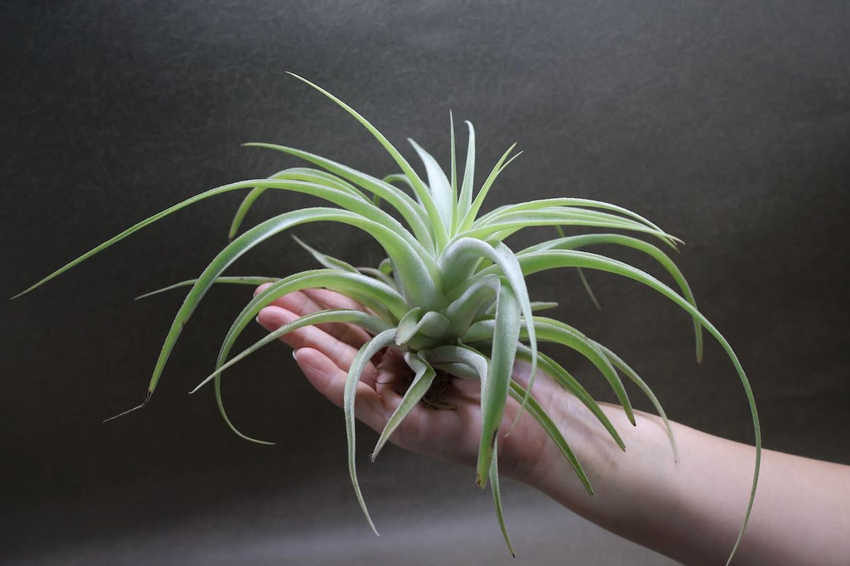 【SW6様】チランジア　カクティコラ チランジア・カクティコラグローウィングフォーム Tillandsia
