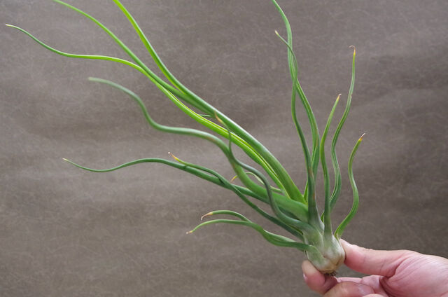 ブルボーサ 自然交配種 01号 | air-plants TENGU-DO