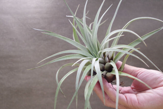 専用　Tillandsia Kraken 速達発送 サカパネンシス 06号 | air-plants TENGU-DO