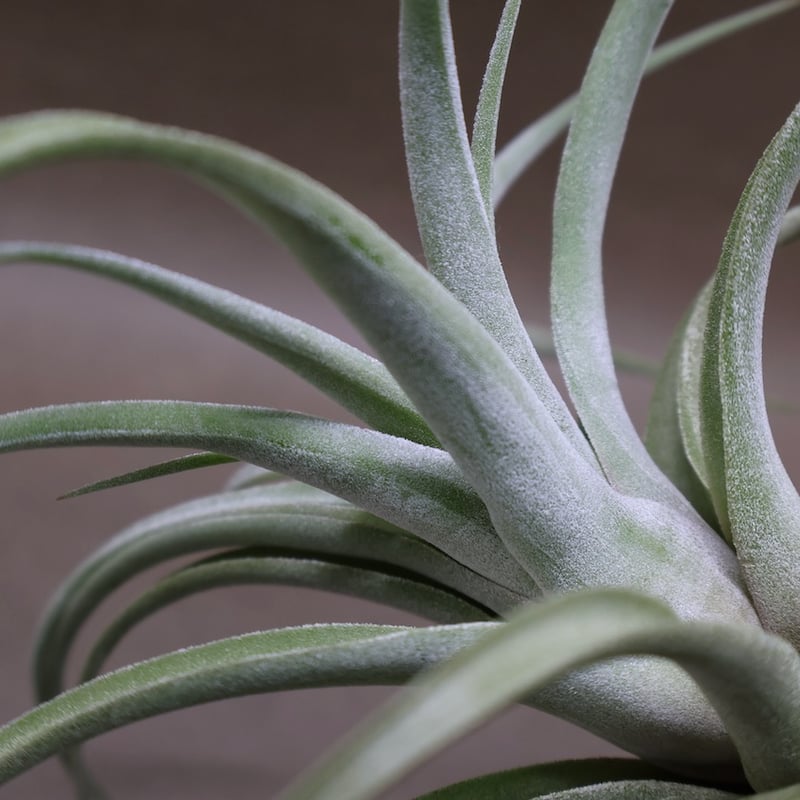 キセログラフィカ × イオナンタバンハイニンギー 03号 | air-plants