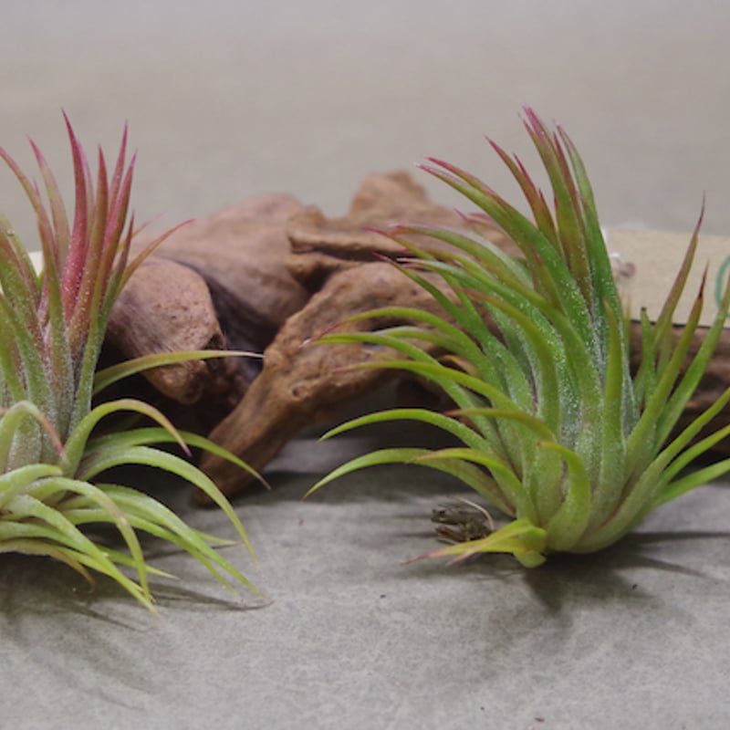 イオナンタ エボリューション | air-plants TENGU-DO
