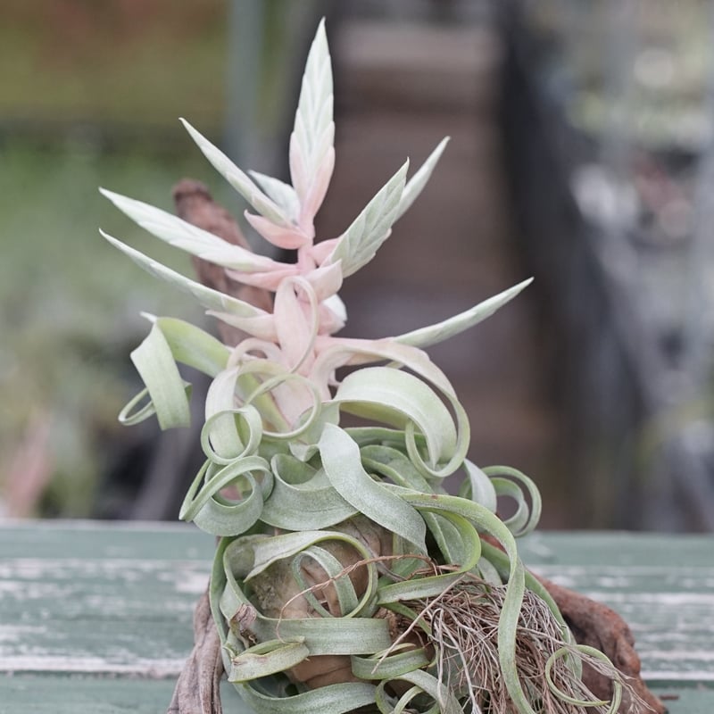 スタッフ特選】ストレプトフィラ Lサイズ 花芽付きB号 | air-plants