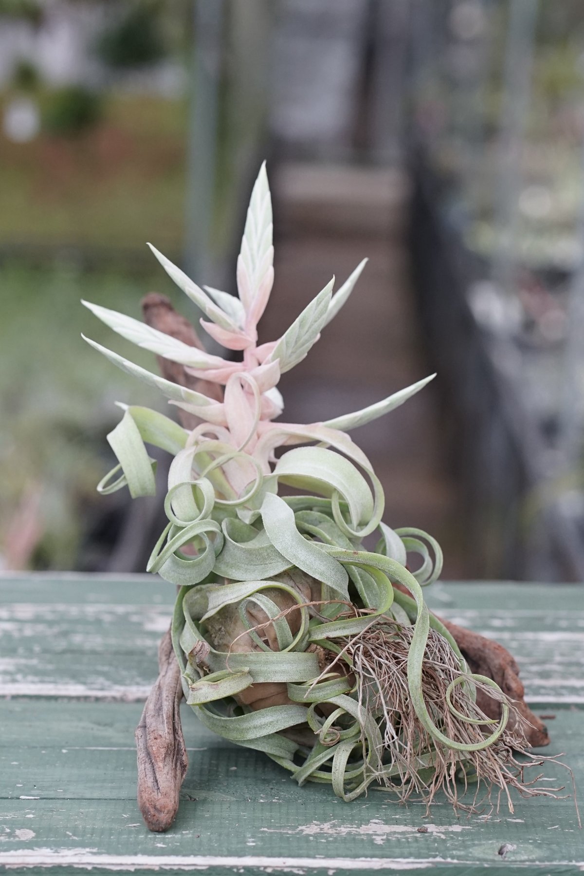 スタッフ特選】ストレプトフィラ Lサイズ 花芽付きB号 | air-plants
