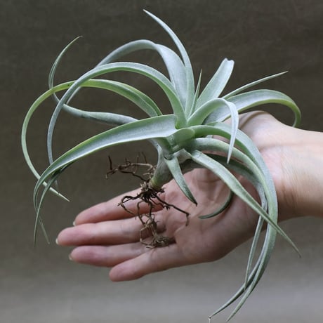 エアープランツ　ペイラノイ チランジア ペイラノイ Tillandsia peiranoi エアプランツ