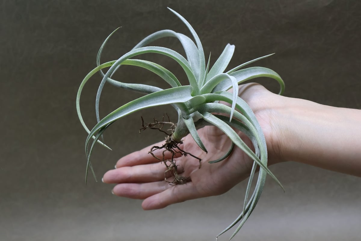 メアリーZ （ チアペンシス × ローランドゴッセリニー ）03号 | air