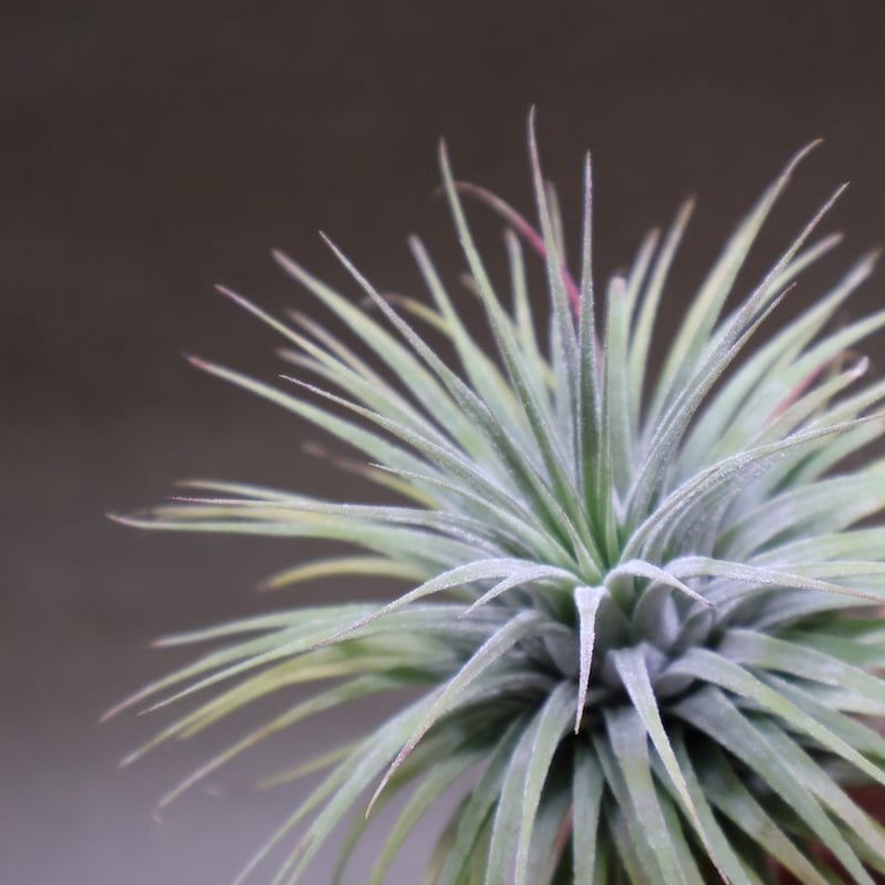 イオナンタ スノーボール 01号 | air-plants TENGU-DO