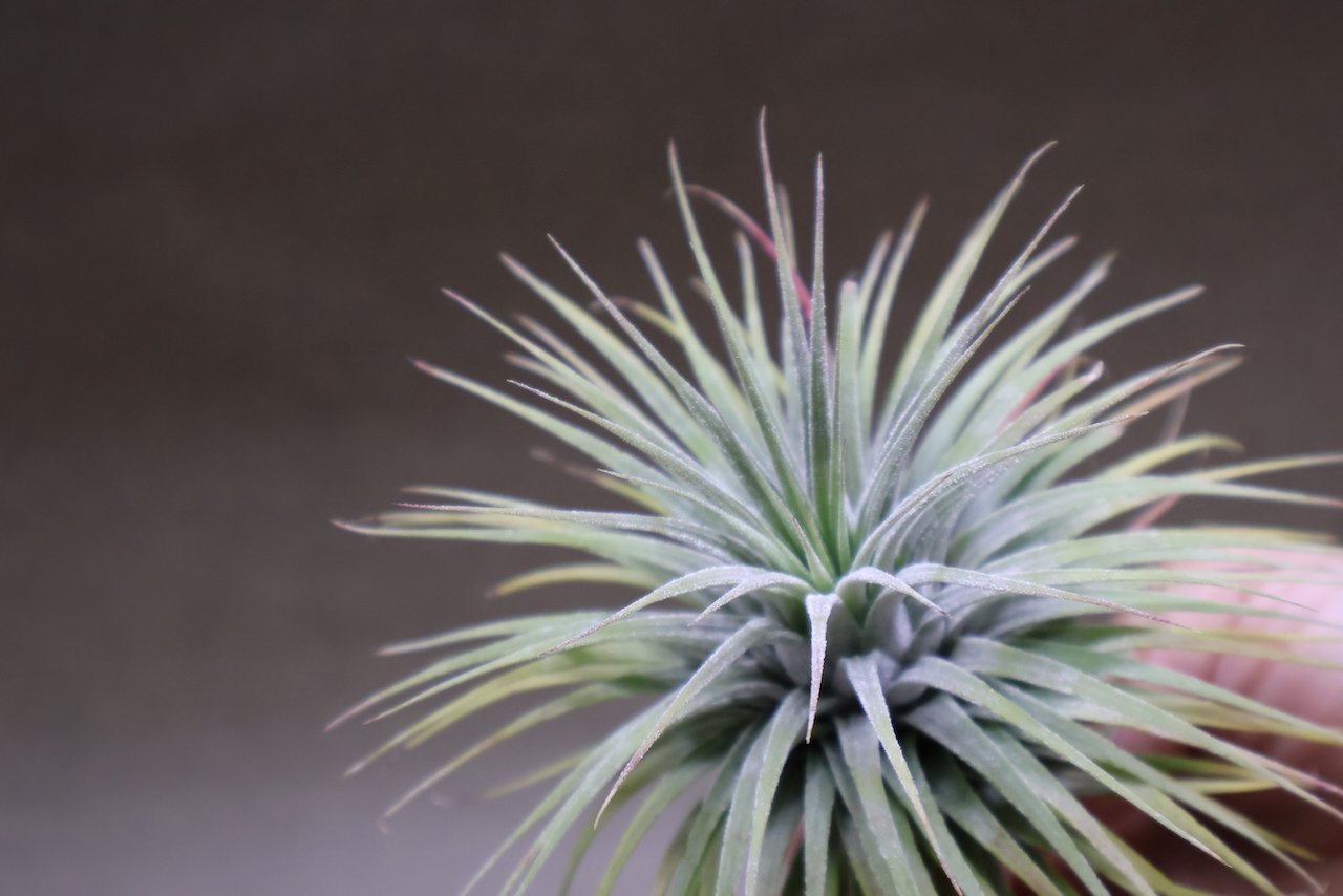 イオナンタ スノーボール 01号 | air-plants TENGU-DO