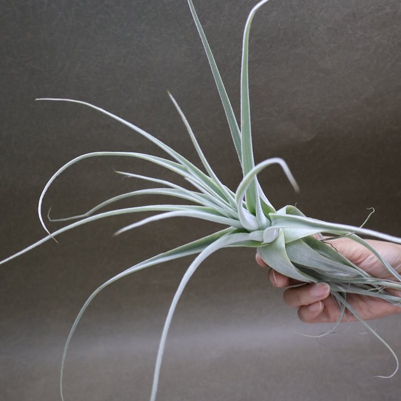 ストラミネア 34号 | air-plants TENGU-DO