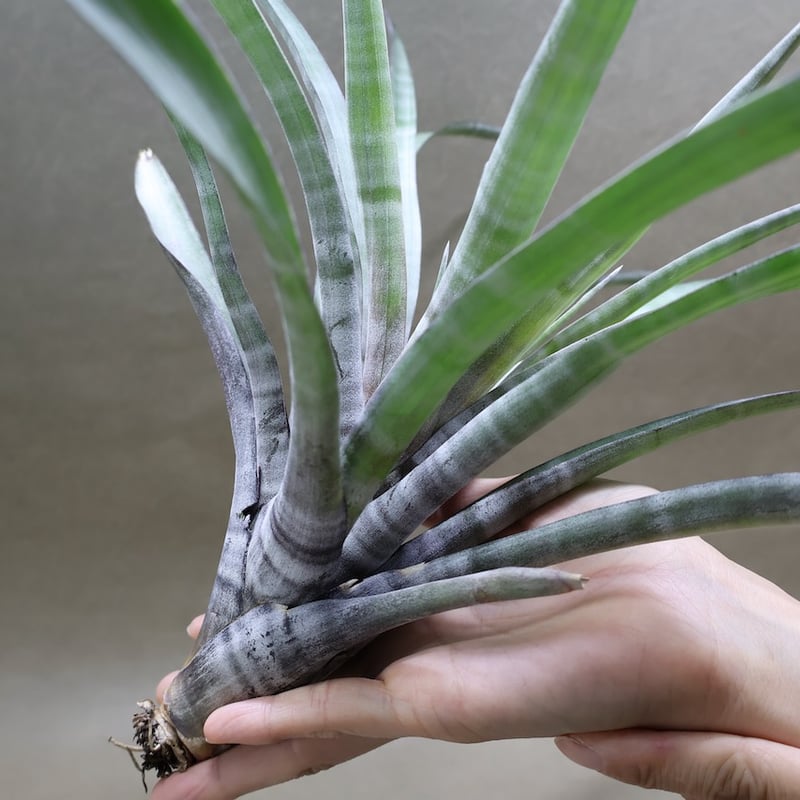 ヒルダエ Lサイズ 08号 | air-plants TENGU-DO