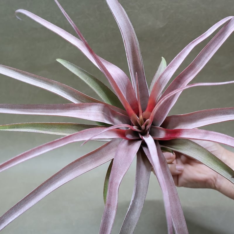 カピタータ オレンジ× ストレプトフィラ 07号 | air-plants TENGU-DO