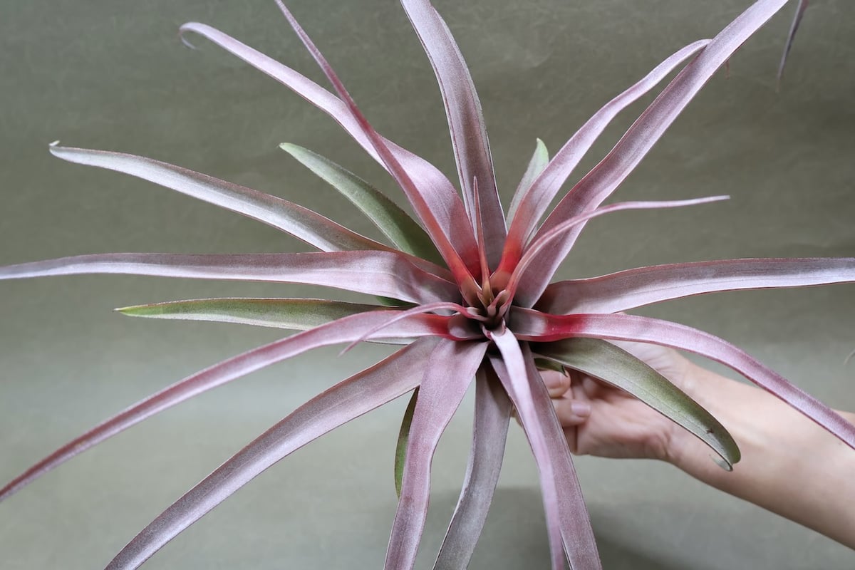 カピタータ オレンジ× ストレプトフィラ 07号 | air-plants TENGU-DO