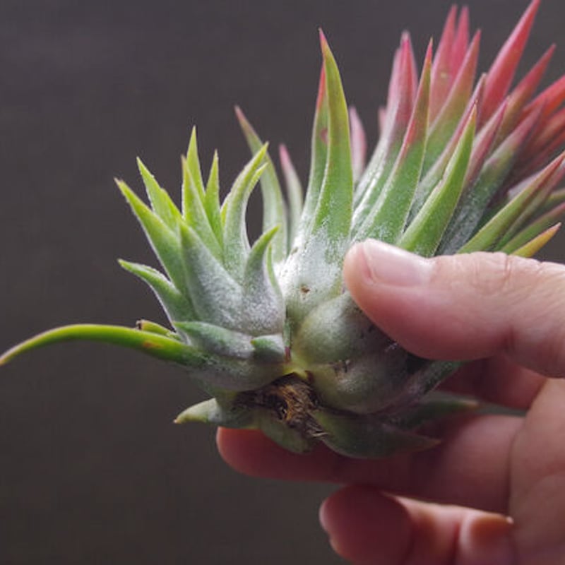 マヤントーテムポール 03号 | air-plants TENGU-DO