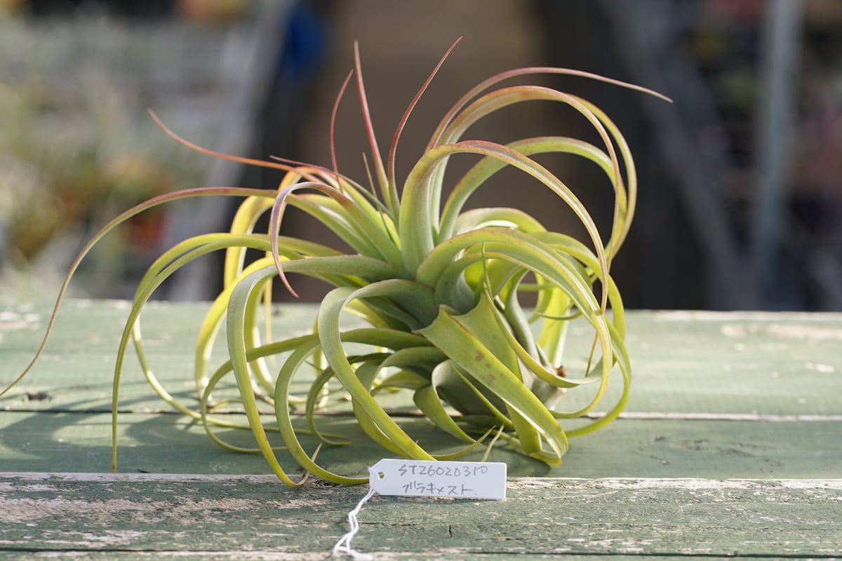 スタッフ特選】ブラキカウロス × ストレプトフィラ | air-plants TENGU-DO