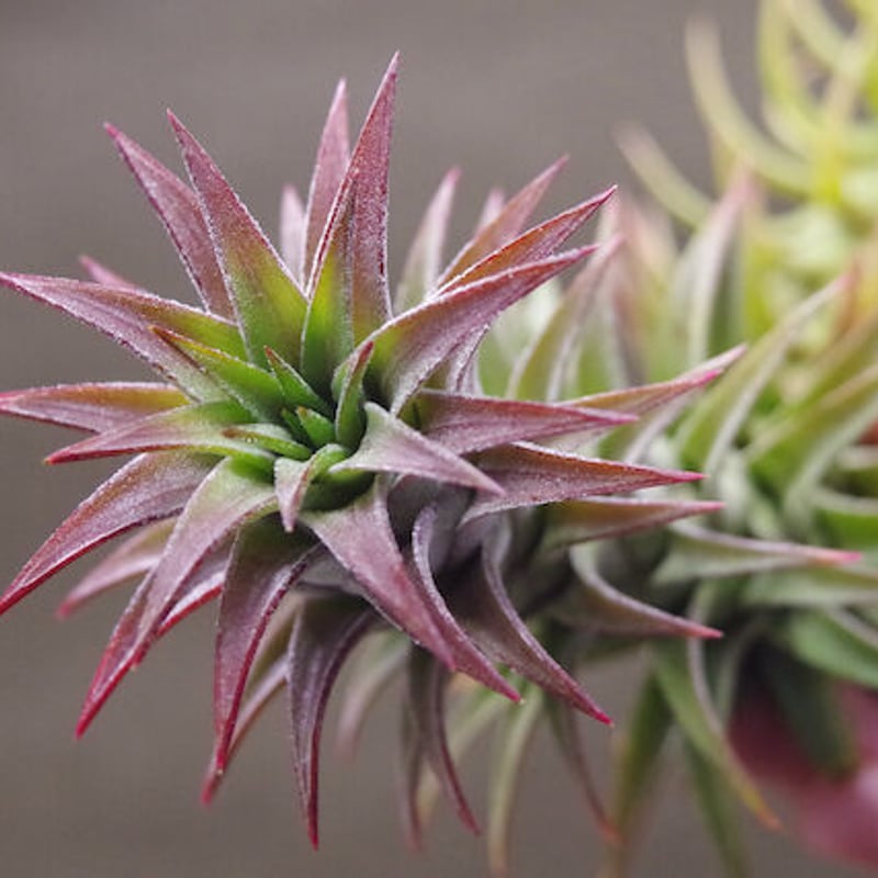 イオナンタ バンハイニンギー 63号 | air-plants TENGU-DO