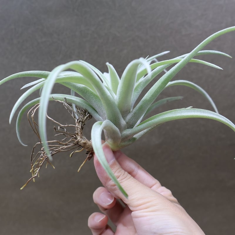 カピタータ シルバーローズ 43号 | air-plants TENGU-DO