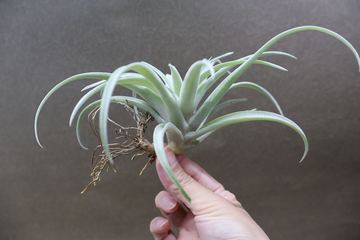 カピタータ シルバーローズ 43号 | air-plants TENGU-DO