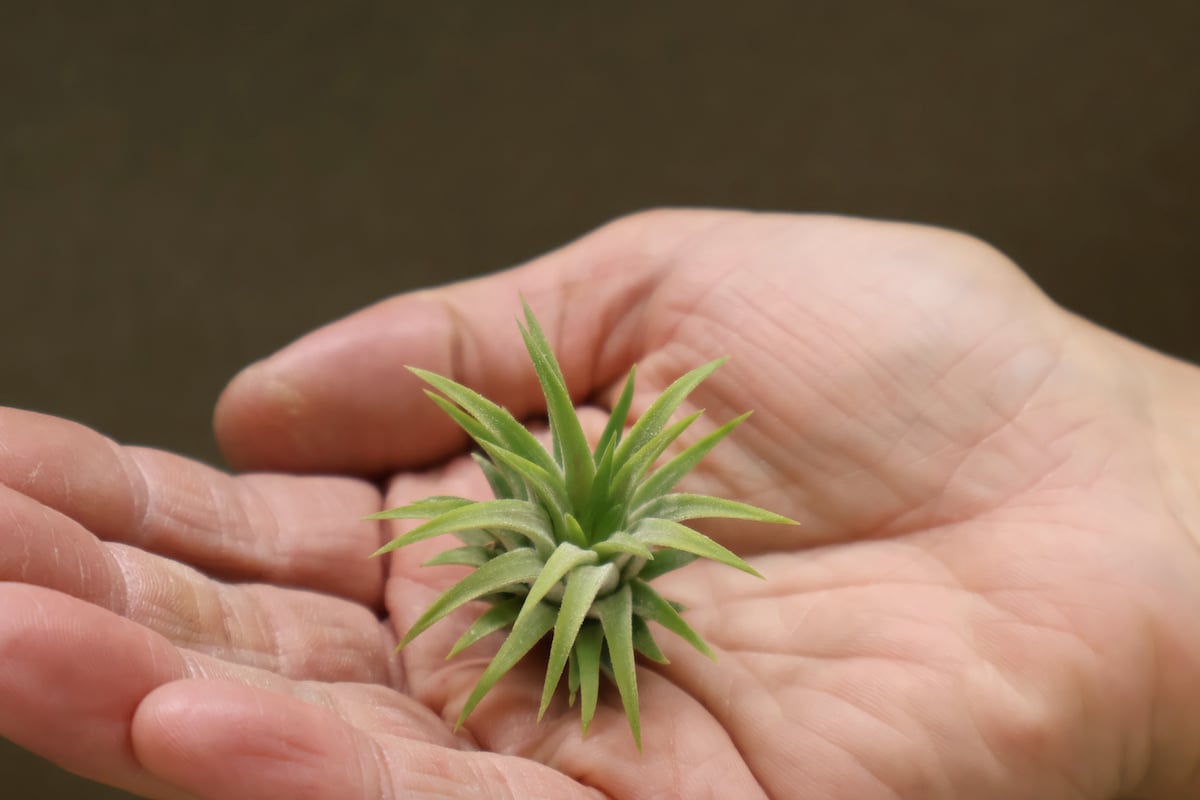 イオナンタ ロン Sサイズ 11号 | air-plants TENGU-DO