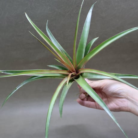 CATEGORY 品種名：M/N/O/P | air-plants TENGU-DO