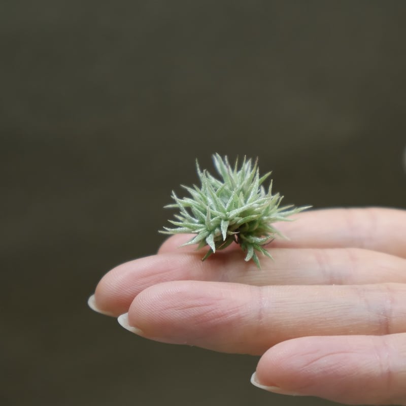 イオナンタ ミニマウス 04号 | air-plants TENGU-DO