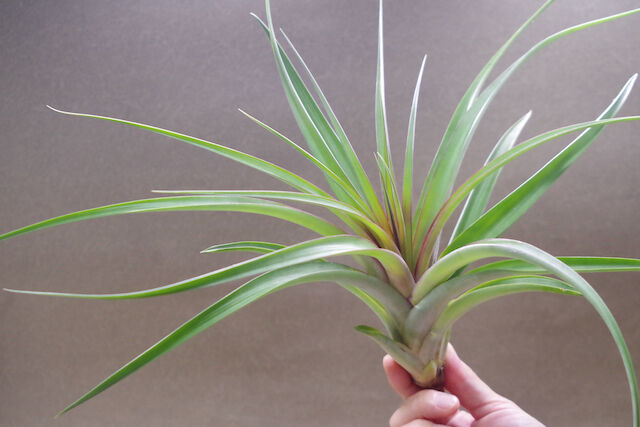 パシフィックサンセット （ ロシー x カピタータルブラ ） 02号 | air