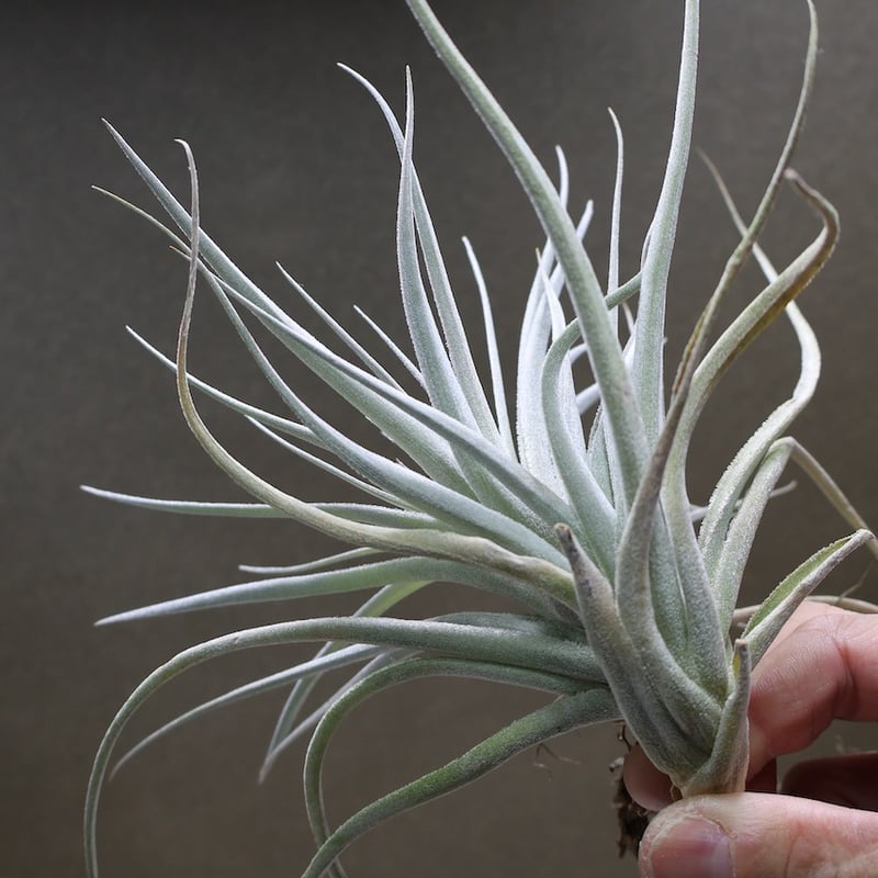 レクルビフォリア × ガルドネリ 10号 | air-plants TENGU-DO