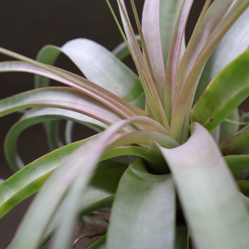 ベストインクラス （ キセログラフィカ × ロシー ）09号 | air-plants