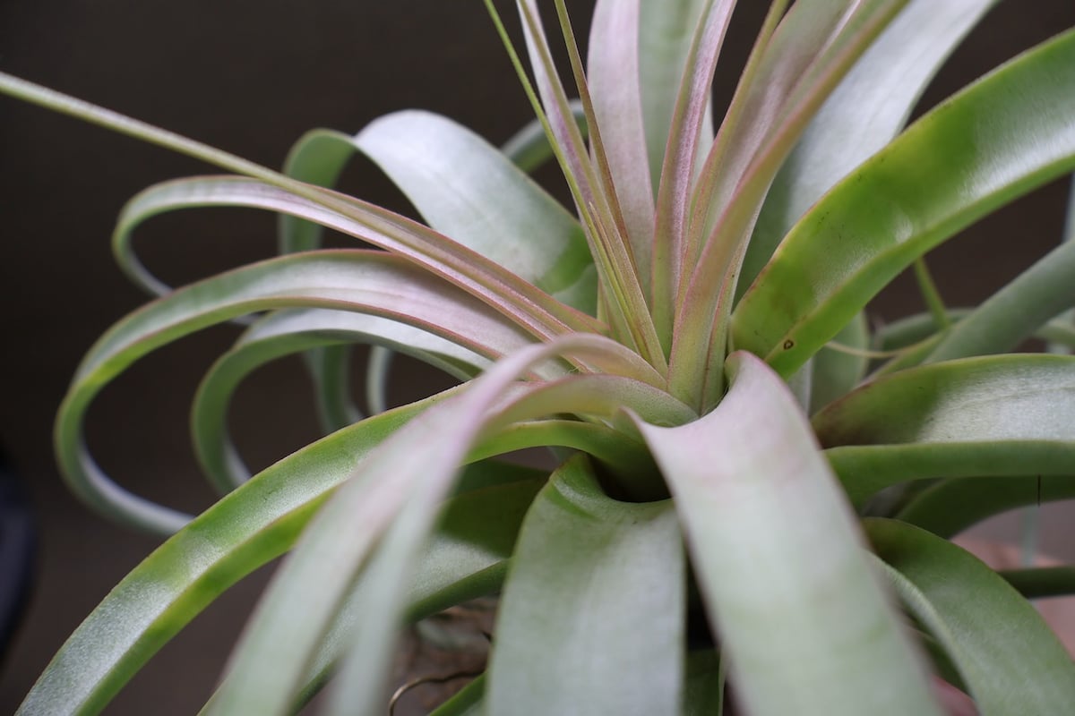 ベストインクラス （ キセログラフィカ × ロシー ）09号 | air-plants