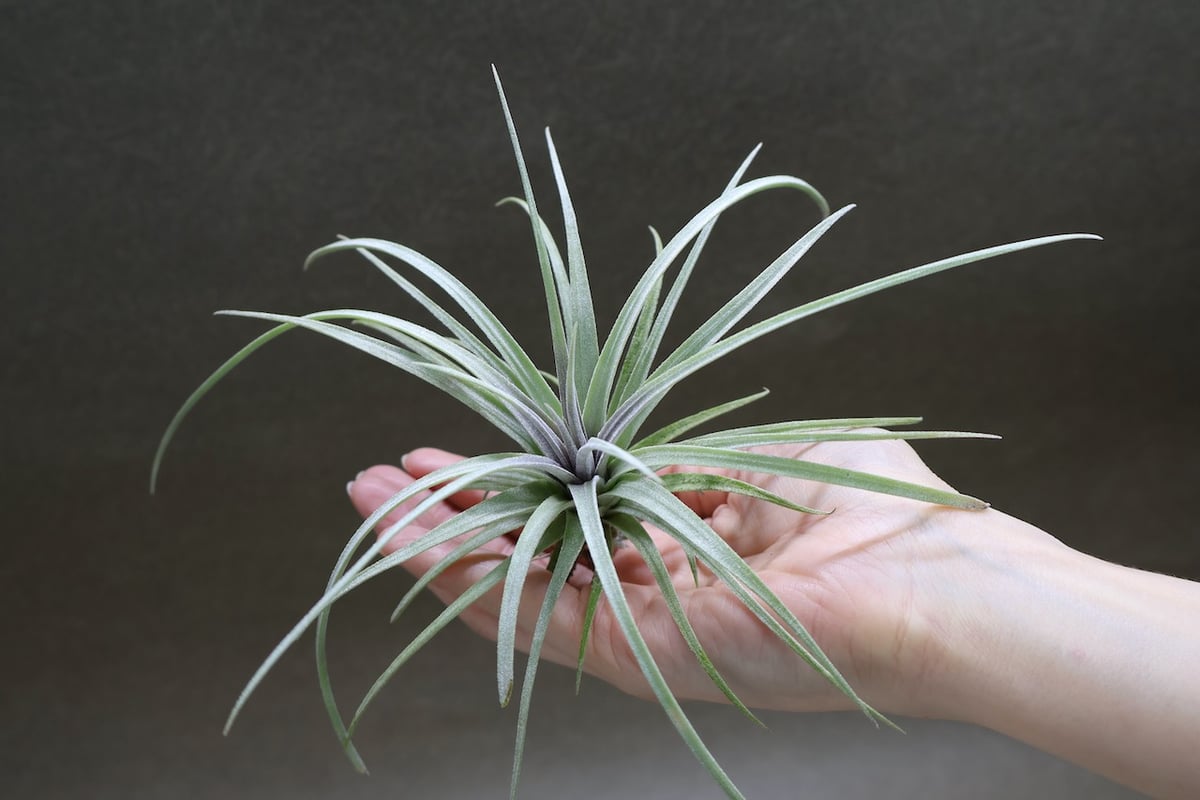 エクセルタ × イオナンタロン 04号 | air-plants TENGU-DO