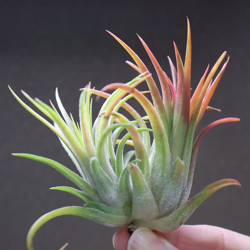 [送料無料] バンハイニンギー ヴァリエガータ バリエガータ 斑 送料無料] バンハイニンギー ヴァリエガータ バリエガータ 斑