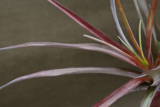 カピタータ ファイヤーオレンジ 07号 | air-plants TENGU-DO