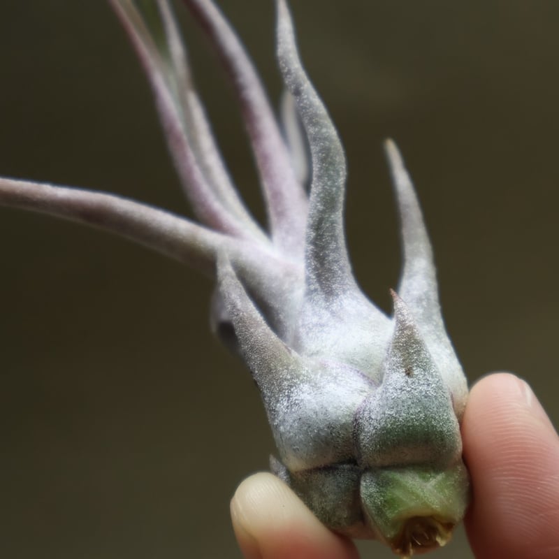 ブルボーサ×セレリアナ セレリアナ × ブルボーサ 08号 | air-plants TENGU-DO