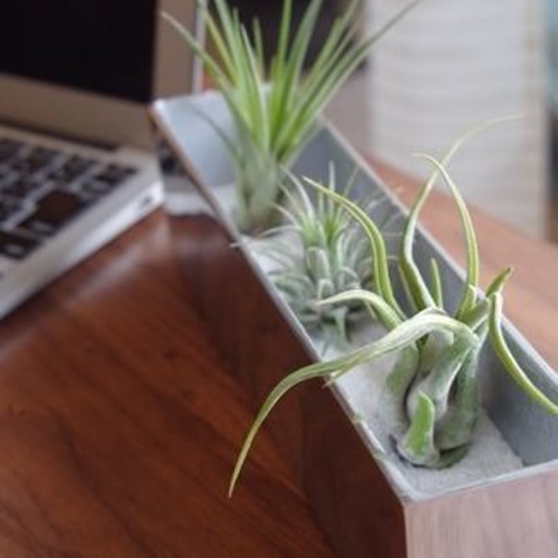 エアープランツ 3株セット エアープランツ3株 アルミボートセット | air-plants TENGU-DO
