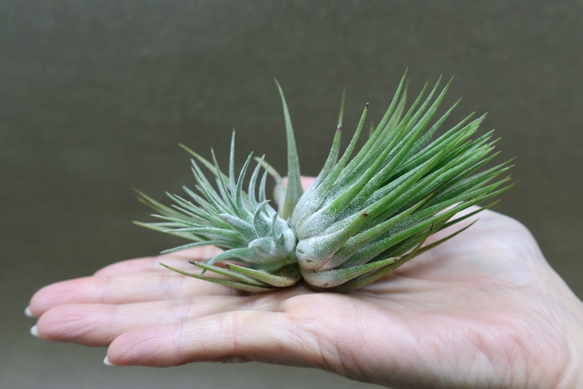 イオナンタ パインコーン 25号 | air-plants TENGU-DO