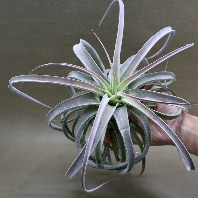 ウィズドミコラ×ベアコレアーレ02号 | air-plants TENGU-DO