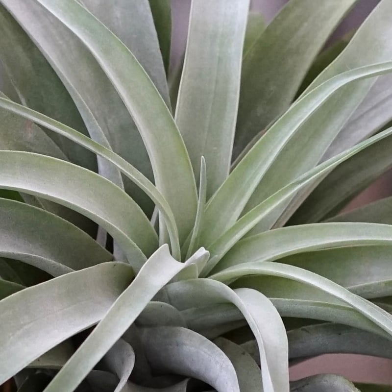 エアプランツ チランジア 巨大株 カピタータシルバーローズ チランジア ／ カピタータ シルバーローズ XXL (T.capitata