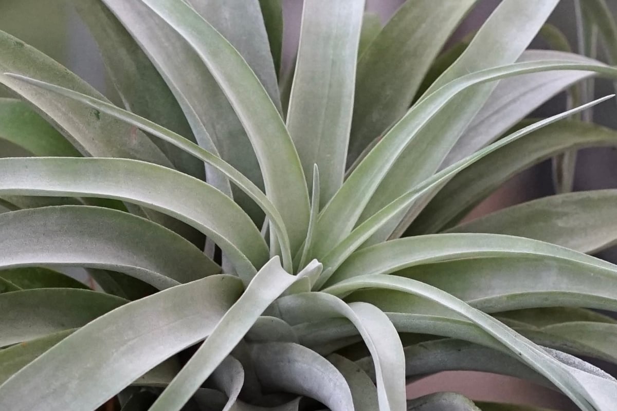 スタッフ特選】カピタータ シルバーローズ 2XLサイズ | air-plants