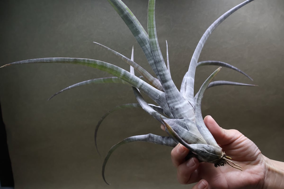ヒルダエ 56号 | air-plants TENGU-DO